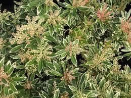 Image result for Pieris