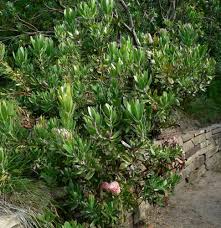 Image result for Protea angolensis