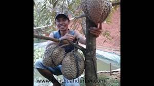 Kenali perbandingan bibit serta benih. Bibit Durian Musang King Asli Hub Sms Telp Wa 085 6261 3096 081 314 600