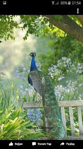 Catherine Jammes Adli Kullanicinin Peacocks Panosundaki Pin Hayvan Resimler Hayvan Resimleri