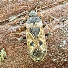 Image result for Rhamphicarpa brevipedicellata