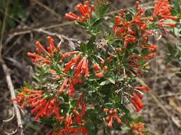 Scarlet Bouvardia Bouvardia Ternifolia