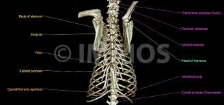 The sternum (or breastbone) is a flat bone located at the anterior aspect of the thorax. Thorax Des Hundes Schnittanatomie Im Ct