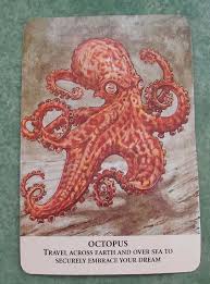 Octopus Spirit Animal Meaning Animal Spirit Guides Animal Meanings