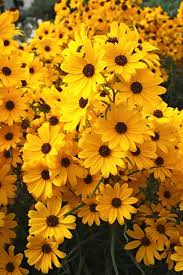 Image result for Helianthus