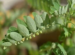 Image result for Phyllanthus fraternus