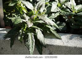 Image result for Gynura pseudochina