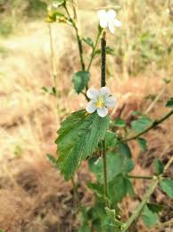 Image result for Dyschoriste tanganyikensis