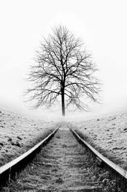 Beautiful Black And White Tree Pictures Really Go To Www Yourtravelvideos Com Or Just Click On Photo For Home Videos And Much Black And White Landscape White Photography Black And White Photographs
