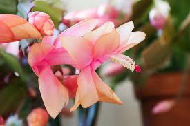 No matter which blooming cactus plants you choose, you are sure to be delighted by the scent and sight of the blossoms. Holiday Cactus Identification House Plant Hobbyist