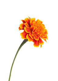 Marigold Image Jpg 800 1120 Birth Flower Tattoos Birth Flowers Marigold Tattoo
