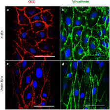 9 animal and plant cellular structures 20) complete the following information regarding the cellular structures observed under the microscope only 10 cell wall: 3d Artificial Round Section Micro Vessels To Investigate Endothelial Cells Under Physiological Flow Conditions Scientific Reports