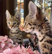 F1 Bengal For Sale Bengal Cat Breeders F1savannahkittens Com F1 Savannah Cat Breeder