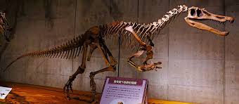 Mature voyeur, sleeping, my aunt, hidden mature, granny hidden. Baryonyx Wikipedia