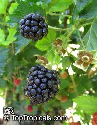 Image result for Rubus
