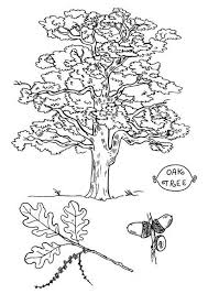 Acorn Tree Coloring Pages Tree Coloring Page Oak Tree Drawings Leaf Coloring Page