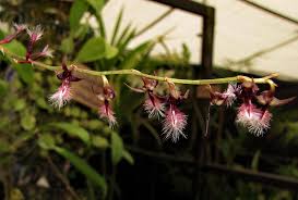 Image result for Bulbophyllum saltatorium