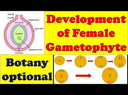 When two megasporic nuclei takes part in formation of embryosac. Development Of Female Gametophyte Megasporogenesis Ii Monosporic Bisporic Tetrasporic Embryo Sac Youtube