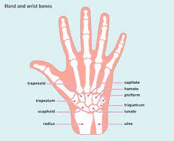 Wrist Bones Anatomy Function And Injuries Bai Tập Cổ Tay