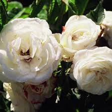 We did not find results for: Boule De Neige Shrub Rose 5 5l Pot 26 99