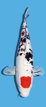 Doitsu Sanke Koi Fish Drawing Koi Fish Koi Carp