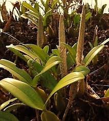 Image result for Bulbophyllum unifoliatum