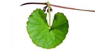 Image result for Centella glabrata