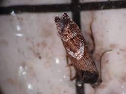 At one time all the commercial seed of cynodon dactylon used in the united states came from australia (tracy, 1917). Apple Lesser Appleworm Pacific Northwest Pest Management Handbooks