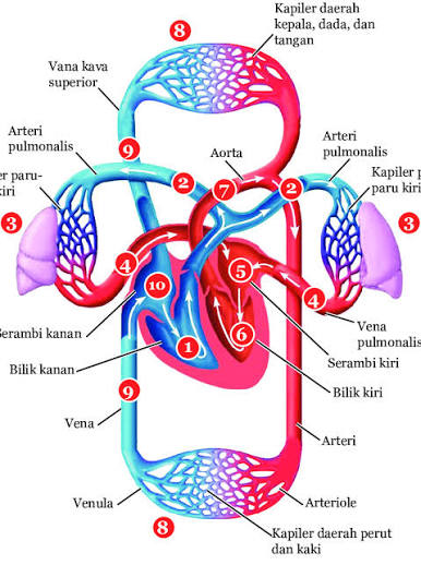 Gambar 6.3 Peredaran Darah Manusia m. Pembuluh darah dapat dibedakan... | Download Scientific Diagram