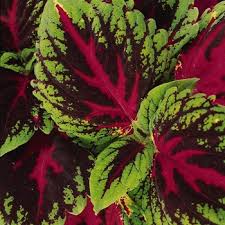 Image result for Coleus tetragonus