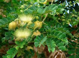 Image result for Albizia glaberrima