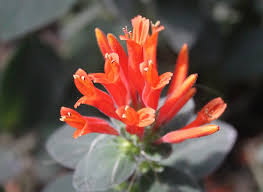 Image result for Dicliptera sericea