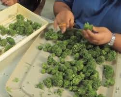 Respuesta a la pregunta ¿cuantas plantas de maría puedo tener legalmente? Cuantas Plantas De Marihuana Puedo Tener En Casa