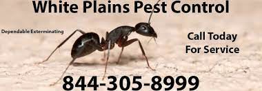 Are you experiencing a pest infestation problem in white plains, ny? White Plains Pest Control White Plains Exterminator Pest
