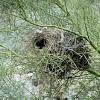 Cactus wren está orgullosa de haber servido a esta comunidad desde el año 1970. Https Encrypted Tbn0 Gstatic Com Images Q Tbn And9gctlzbgwzbm C5piseqwjuqjzt4hdnihqj1eiydwtgs6pkch5hr11q Usqp Cau
