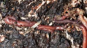Worms (i'm assuming you're referring to the common earthworm we all know and love) breathe by oxygen diffusing through their skin and do not have lungs like you or i do. Why Do Worms Surface After Rain Mental Floss