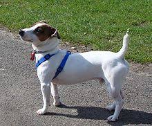 Jack Russell Terrier Wikipedia