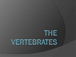 Animals without backbones are called invertebrates. What Are They Invertebrates Animals Without Backbones Ppt Download
