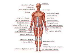 From muscles and bones to organs and systems, your guide to how the human body works. Http Efisd Net Userfiles Servers Server 3451 File Staff 20documents High 20school 20documents Kristy 20parker A P Muscular 20system Structure Function Movement Pdf