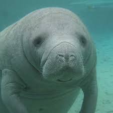 See full list on bioenciclopedia.com Manati Manateeno Twitter