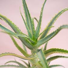 Image result for Aloe suprafoliata