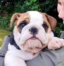 Click Visit To Follow Our Amazon Store Of Bulldog Recommended Products In 2020 Bulldog Pics Cute Bulldogs English Bulldog Puppies