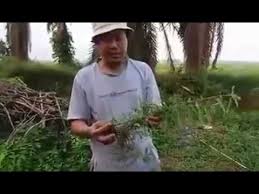 Pokok dukung anak biasanya tumbuh melata di tepi rumah, di tepi jalan, dan di tepi longkang. Pokok Dukung Anak Youtube