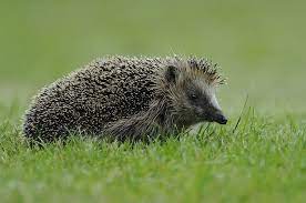 European Hedgehog Noahs Ark Animals Animals Wild Mammals