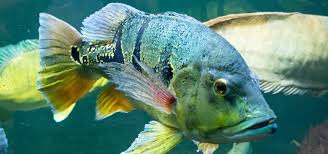 Image result for Austrosynotis rectirama