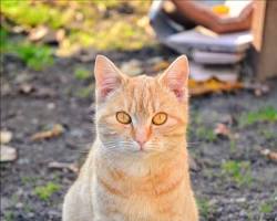 日本猫の画像