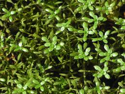 Image result for Callitriche