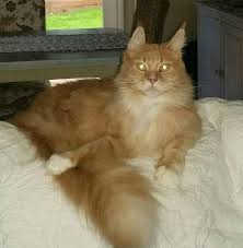 Trying to buy a maine coon kitten or cat in oregon? Cat Adoption In Hillsboro Or 97123 Maine Coon Cat Henry Offered By Owner Maine Coon