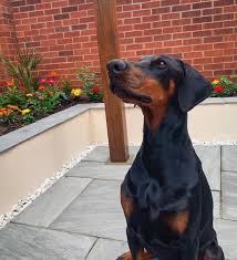 pin on doberman pinschers