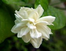 Hash Blog Motia Jasmine Flowers Jasmine Flower Flowers Planting Flowers